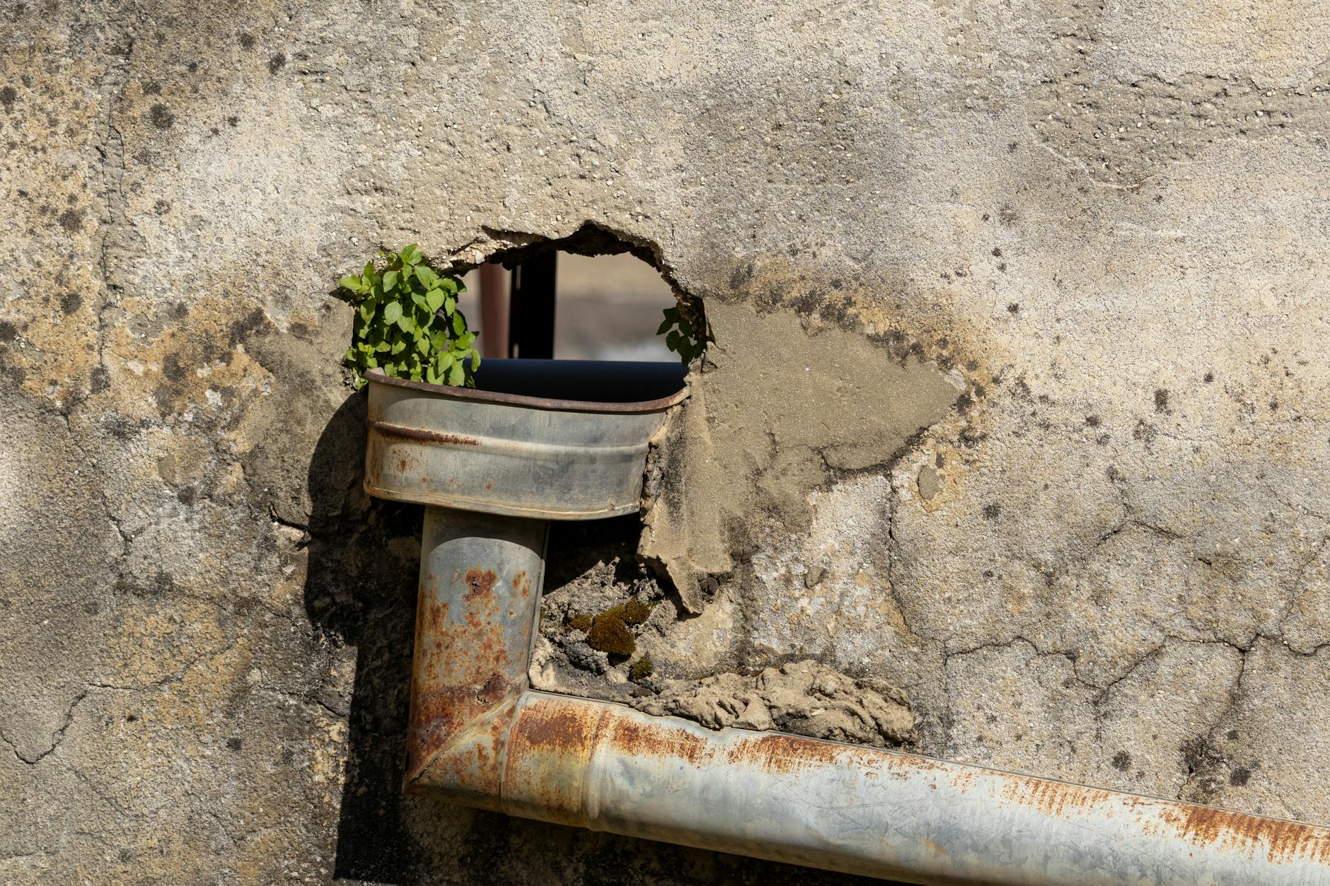 Un tuyau d'évacuation rouillé encastré dans un mur patiné avec un feuillage vert émergeant d'un trou.
