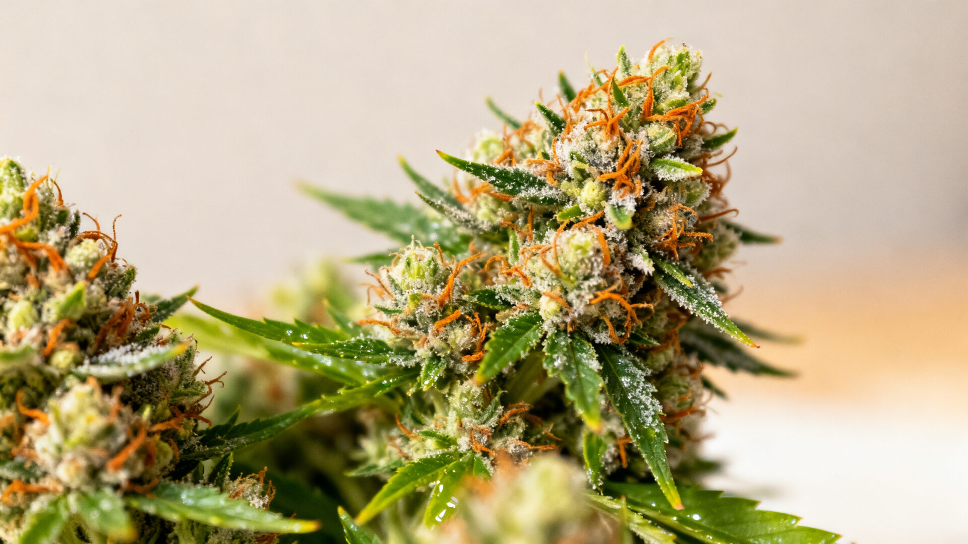 Comment identifier des fleurs de cbd de qualité avant l’achat.